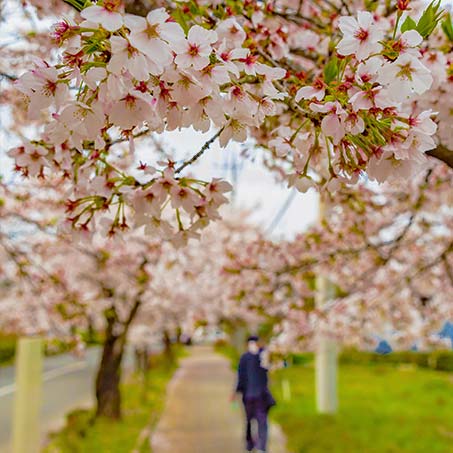北樱大街樱花隧道
