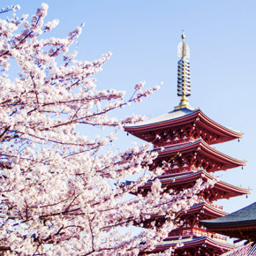 明治神宫+皇居+浅草+东京湾巡航・赏樱一日游(中文导游)