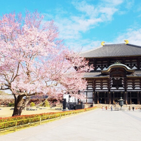 京都岚山+金阁寺+奈良东大寺+奈良公园・赏樱巴士一日游(中文服务)