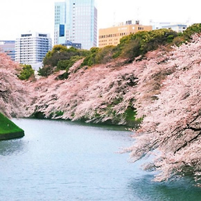 六义园+上野公园・赏樱名胜巴士半日游(中文导游)