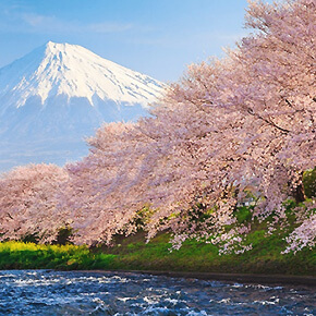 2018樱花季・东京+关西+广岛+四国・赏樱名胜+世界文化遗产巡礼之旅(英文导游)