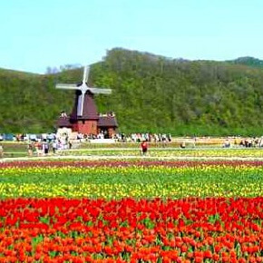 北森公园+泷上芝樱公园+上涌别鬱金香花园・巴士一日游(英文服务)