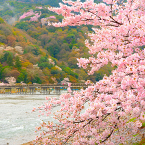 嵯峨野观光火车体验+岚山+清水寺+伏见稻荷大社・巴士观光之旅(英文服务)