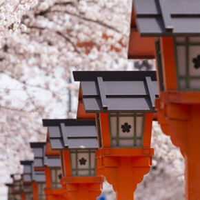 樱花绝美景色・平野神社+哲学之道散步・赏樱巴士半日游