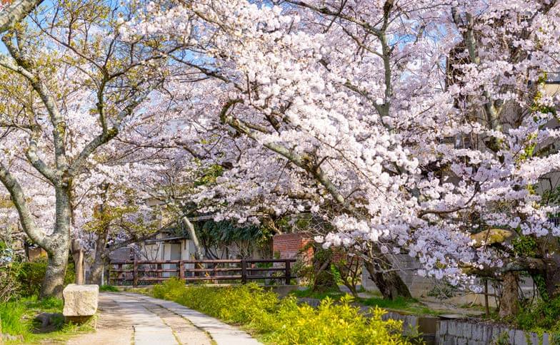 The Philosopher's Path