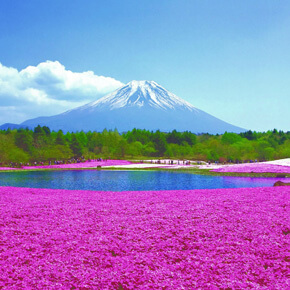 5月限定富士芝樱祭+御殿场奥特莱斯购物・巴士一日游