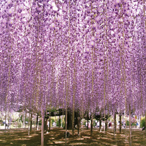 足利花卉公园紫藤花2018大藤节+采草莓体验+佐野奥特莱斯购物・巴士一日游