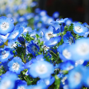 茨城国营日立海滨公园粉蝶花+栃木足利花卉公园紫藤花・巴士一日游(中文服务)