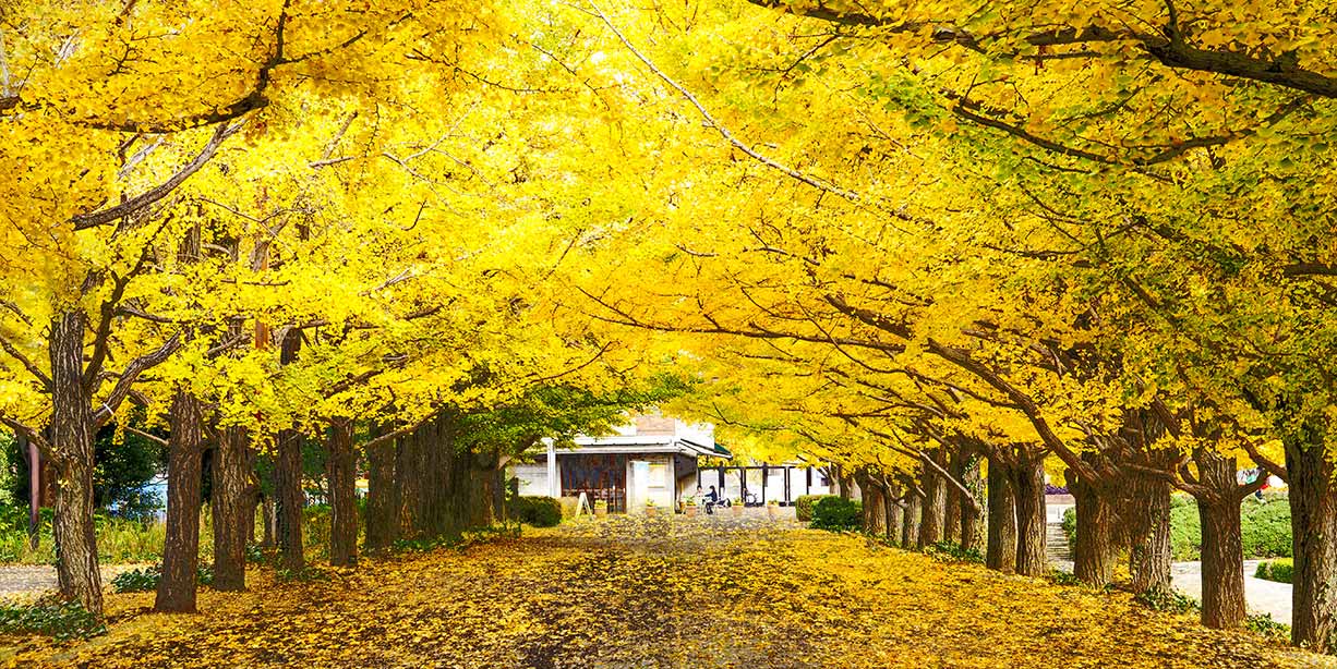 Japanese Wool Yellow with Autumn Leaves 917 