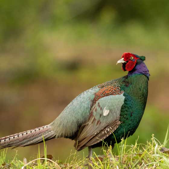 Japanese green pheasant, the national bird of Japan
