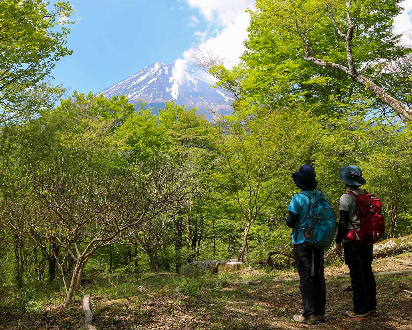 Walk through the forests of Mt. Fuji