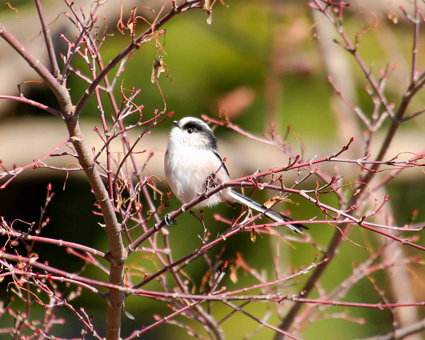 long-tailed tit