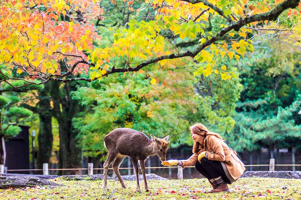 One Day Nara Premium Tour with Lunch and Sake Tasting from Kyoto