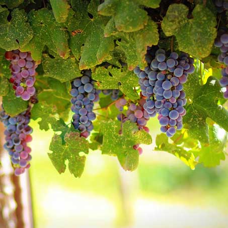Grape Picking at Miyashin Farm