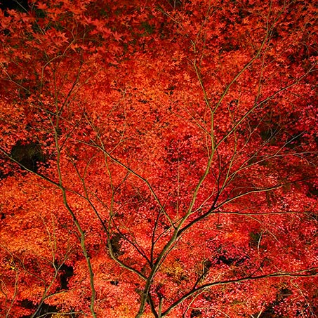 Tsukinoishi Momiji Park
