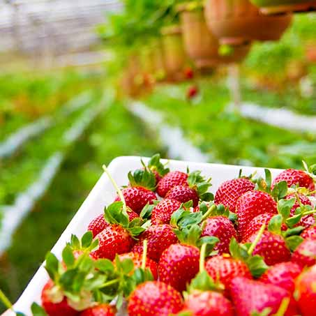 Strawberry Picking