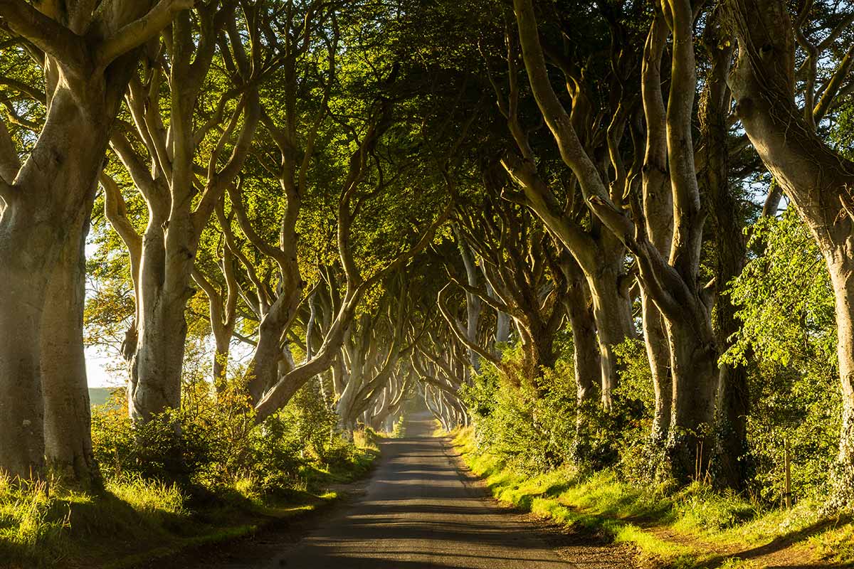 Kingsroad - Dark Hedges, Northern Ireland