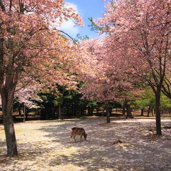 Nara World Heritage Sites Afternoon Tour from Kyoto