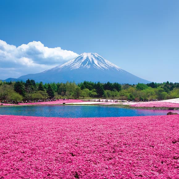Fuji Shibazakura & Tulip Festival 2020 Taste of Spring Tour from Tokyo