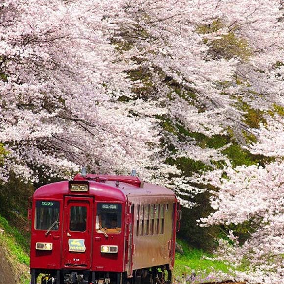 Spring Tour to Ashikaga Flower Park & Watarase Railway from Tokyo (March 2020)