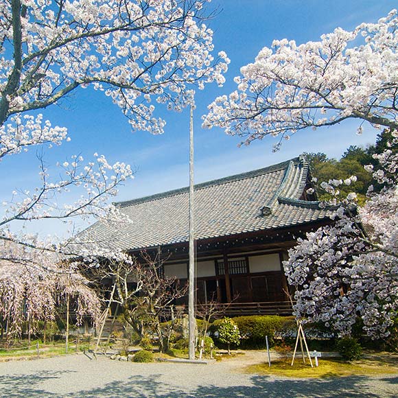 Cherry Blossom Viewing at Bishamondo Temple and Lunch at Tamonkaku