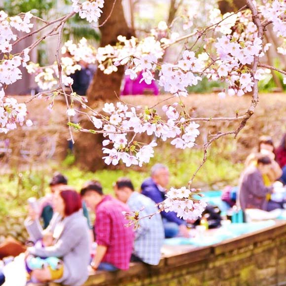 Kyoto Cherry Blossom Hanami & Local Food Tour with English-Speaking Guide