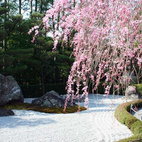 Japan Cherry Blossom Season 2020 | VELTRA Tours & Activities, Fun ...