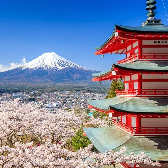 Mt. Fuji and Cherry Blossom Viewing at Arakurayama Sengen Park from Tokyo