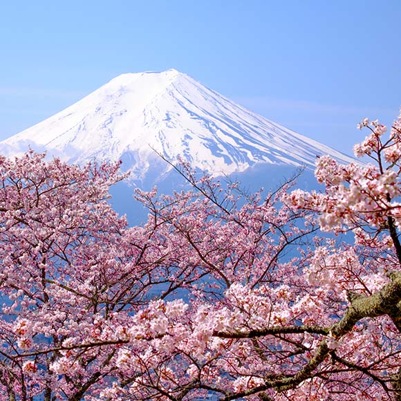 Japan Cherry Blossom Season 2020 | VELTRA Tours & Activities, Fun ...