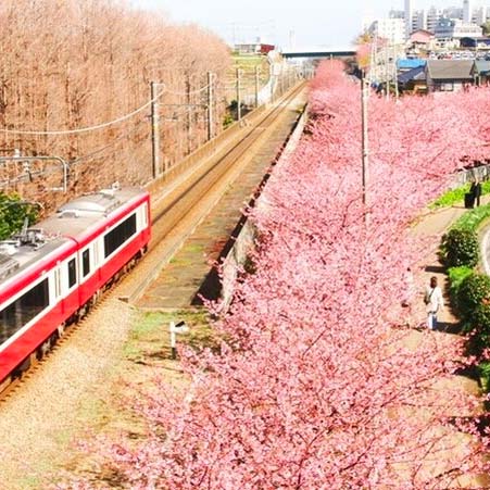 Early Spring Cherry & Plum Blossom Viewing with Strawberry Picking from Tokyo