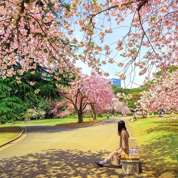 Tokyo Cherry Blossom Walking Tour with Ueno Park Visit and Sumida River Cruise