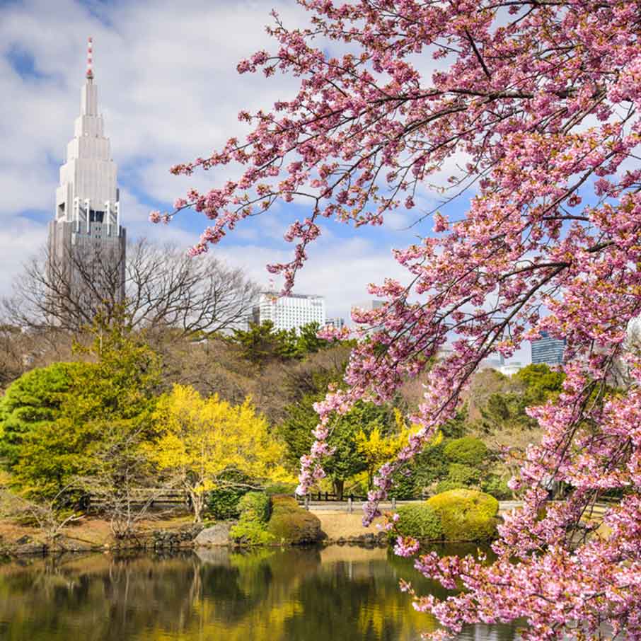 Japan Cherry Blossom Season 2020 | VELTRA Tours & Activities, Fun