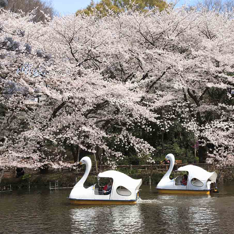 Inokashira Park