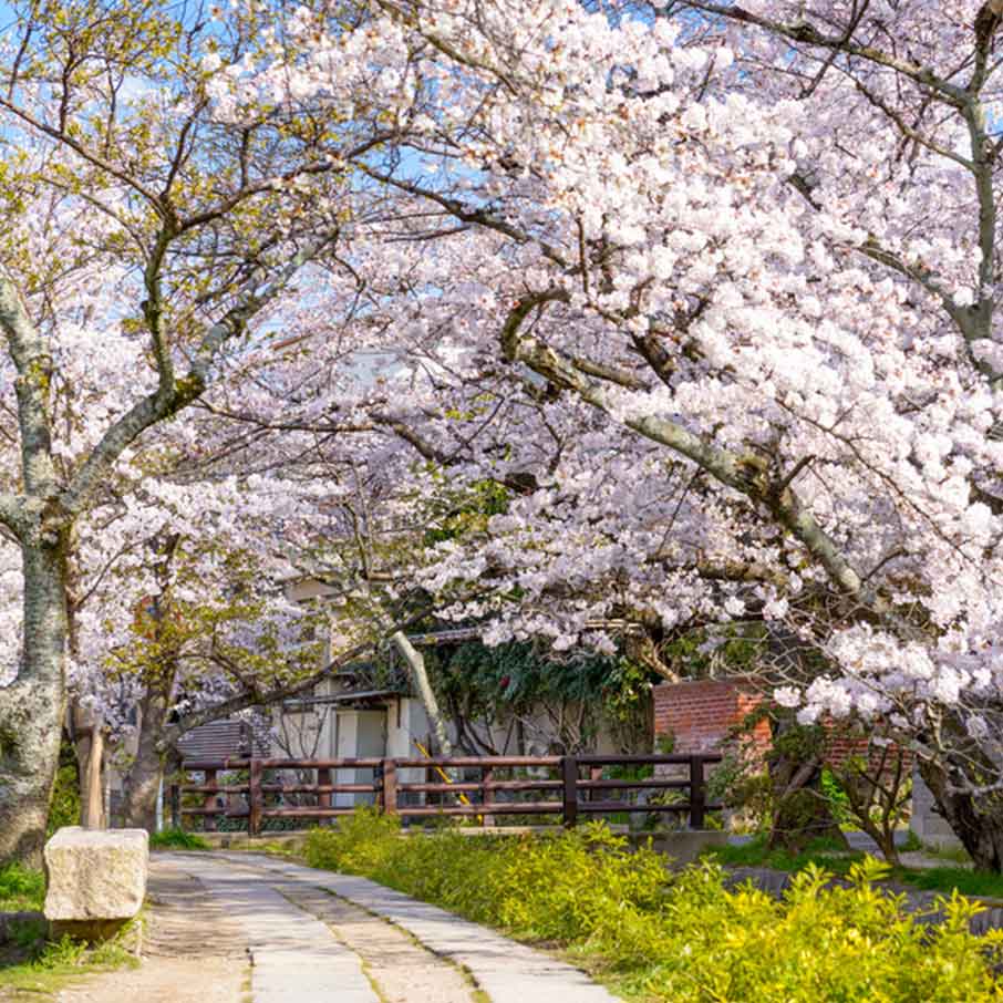 The Philosopher's Path