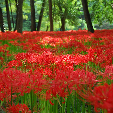 巾着田曼珠沙華公園