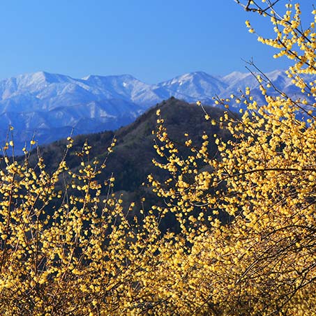 寶登山寒梅與梅花花園