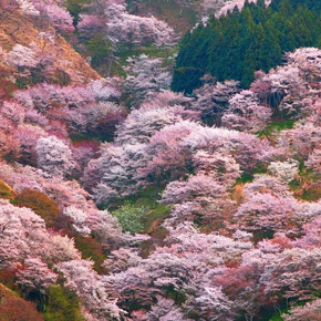 吉野神宮+金峰山寺+吉水神社+竹林院觀光計程車半日之旅