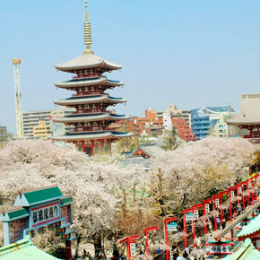 東京都內賞櫻1日遊(英文服務)