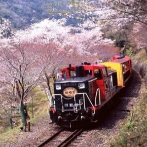 嵯峨野小火車+嵐山竹林漫步+平安神宮+二條城+大阪造幣局櫻花道巴士一日遊