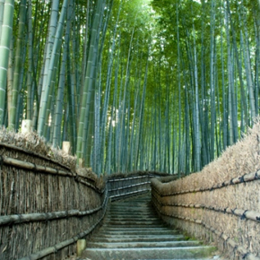 嵐山賞櫻+嵯峨野竹林+屋型船巡航