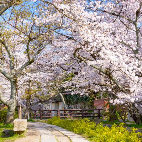 The Philosopher's Path