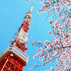 【達人賞櫻攻略】東京鐵塔展望台+國營昭和紀念公園+新宿御苑・巴士一日遊（英文導遊+含午餐+門票+3/20～4/14限定）