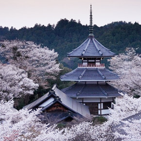 【奈良花語】世界遺產吉野山+空中纜車觀景・浪漫賞櫻一日遊（英文導遊+大阪出發+4/1～12限定）