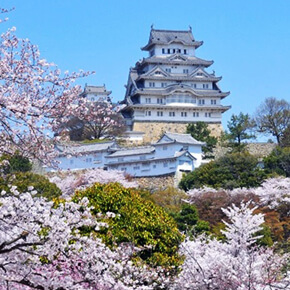 【漫步兵庫】姬路城賞櫻+舞子海上步行道・一日暢遊之旅（英文導遊+自助午餐+大阪出發）