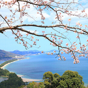 【海之京都】YOKOSO Japan・日本三景天橋立賞櫻+伊根舟屋+美山合掌村・巴士一日遊（中文服務+自助海鮮午餐+京都or大阪難波出發）