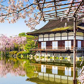 【京都櫻花物語】妙心寺退藏院紅枝垂櫻+大覺寺+平安神宮・賞櫻勝地巴士一日遊（含午餐+3/29～4/14限定）