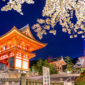 【京都唯美夜】祇園圓山公園枝垂櫻+高台寺+清水寺點燈・夜間賞櫻巴士遊（含晚餐+免排隊快速入場+3/29～4/7限定）