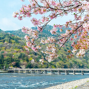 【京都賞櫻趣】嵐山保津川遊船+嵯峨野觀光小火車・巴士一日遊（中文語音導覽+多項優惠好禮）