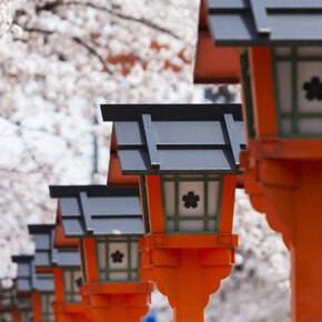 【京都春浪漫】櫻花絕美景色・平野神社+哲學之道散步・賞櫻巴士半日遊（3/27～4/14限定）