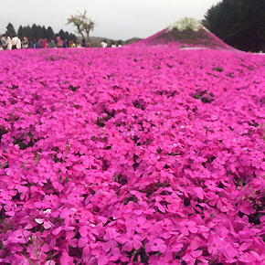 【醉人春光】富士芝櫻祭+富士山五合目+採草莓・巴士一日遊（中文服務+東京出發+含午餐+4～5月限定）